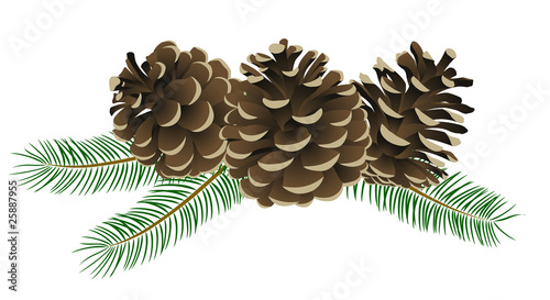 松かさ （conifer cone)