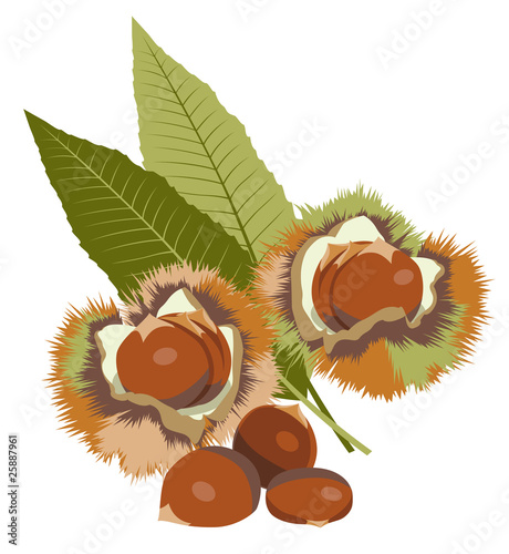 栗 （chestnut)