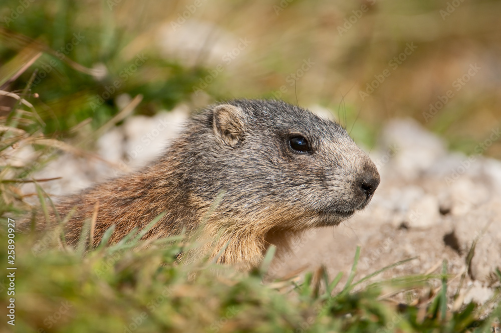 Alpenmurmeltier, Alpine Marmot, Marmota marmota Alpenmurmeltier, Alpine Marmot, Marmota marmota