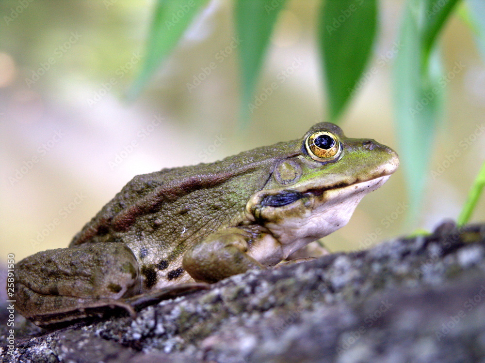 True rana frog (Rana ridibunda) on the willow trunk True rana frog (Rana ridibunda) on the willow trunk