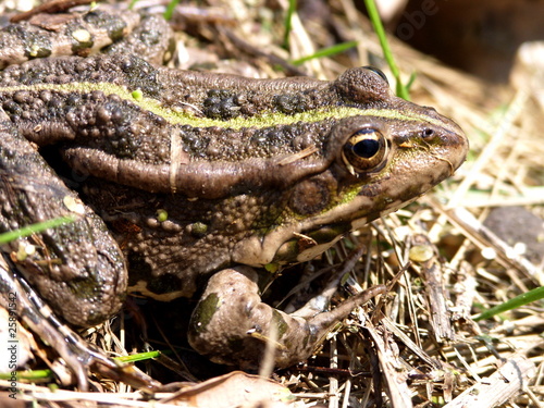 True rana frog (Rana ridibunda) on the grass