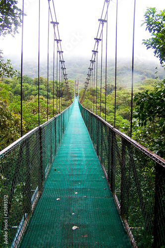 Fototapeta Naklejka Na Ścianę i Meble -  Puente sobre Arboles (Bosque Lluvioso de Monteverde-Costa Rica)
