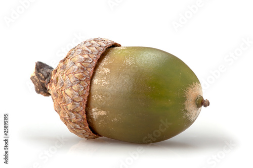 macro acorn on white