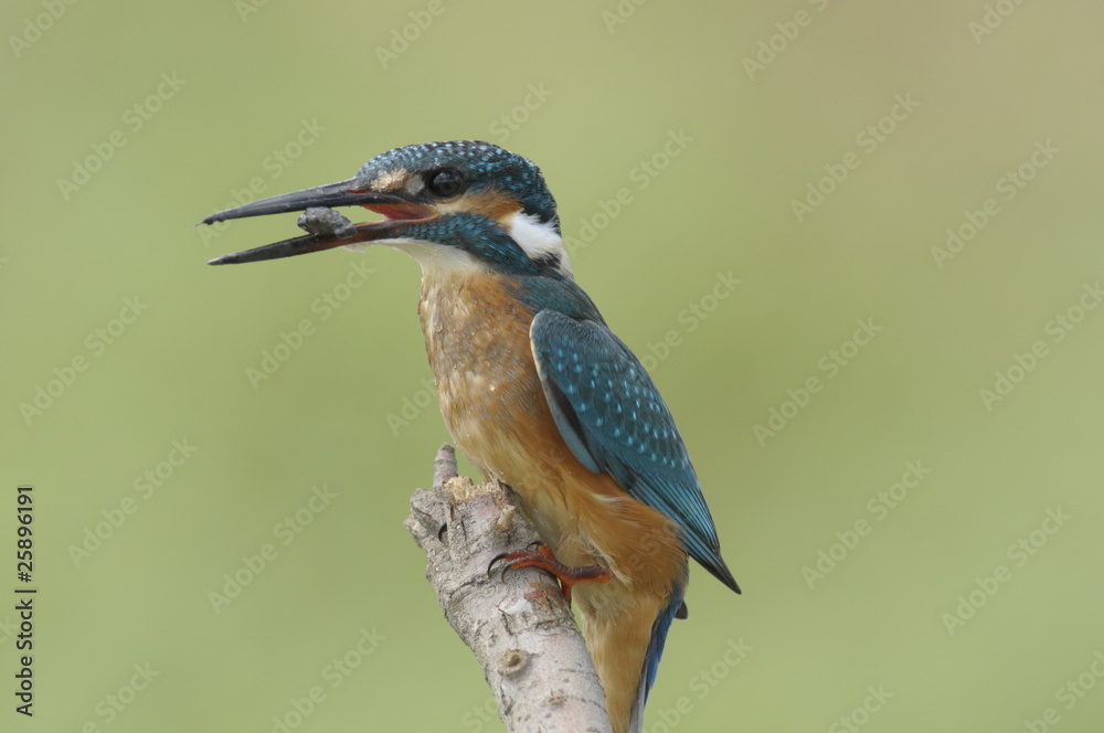Fototapeta premium The Common Kingfisher (Alcedo atthis)