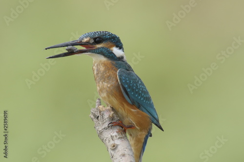 The Common Kingfisher (Alcedo atthis) photo