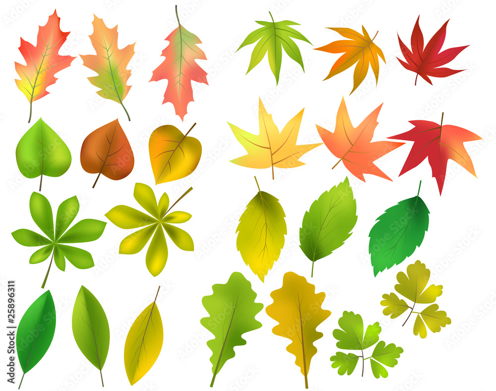Obraz premium Vector set of different forest leaves