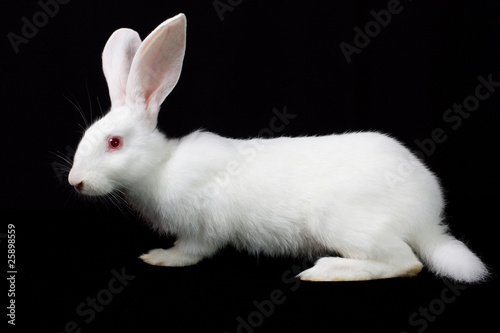 White rabbit