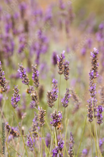 Lavender flowers