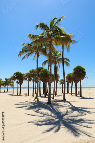 Palm Trees in Crandon Park Beach Miami © Fotoluminate LLC