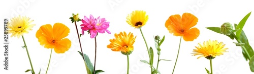 Zierblumenkollektion