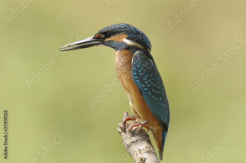 The Common Kingfisher (Alcedo atthis) photo