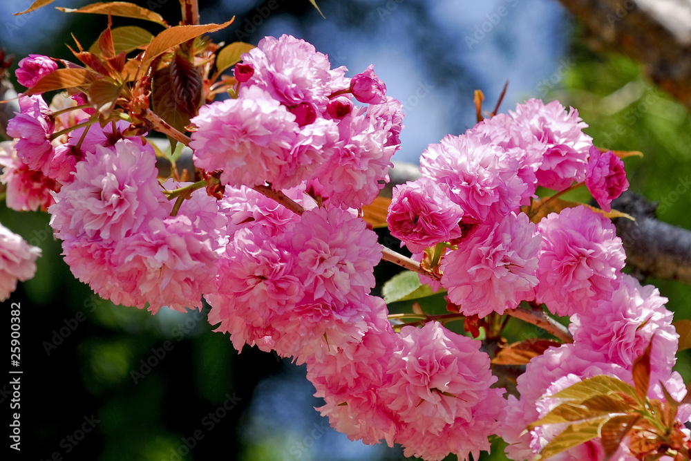 Fototapeta premium Cherry Blossoms