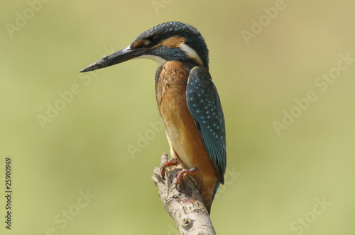 Wallpaper Mural The Common Kingfisher (Alcedo atthis) Torontodigital.ca