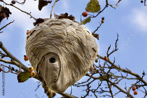 Hornet Nest III - Fall View of Active Nest