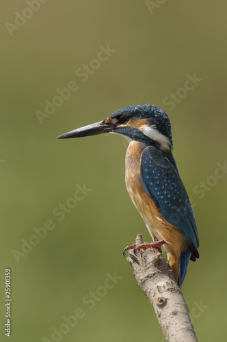 The Common Kingfisher (Alcedo atthis)