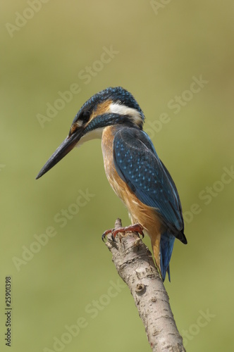 The Common Kingfisher (Alcedo atthis) photo