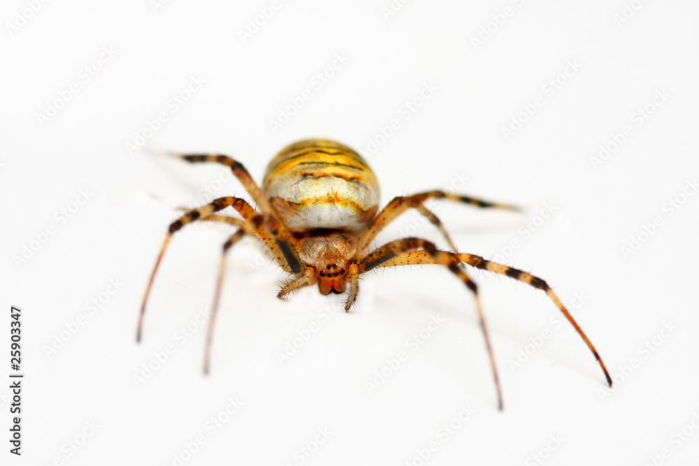 Obraz premium araignée