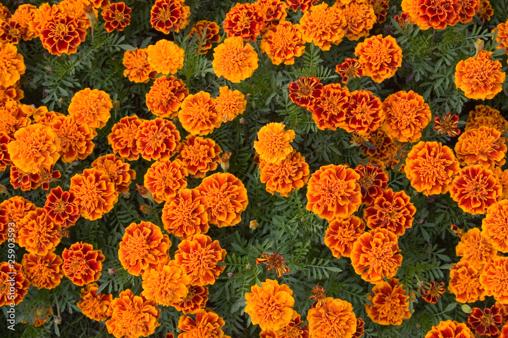 background of orange flowers