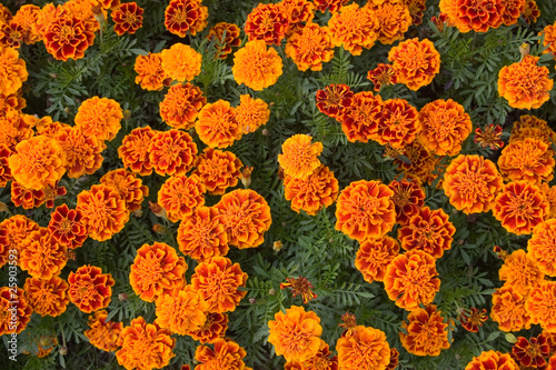 Wallpaper Mural background of orange flowers Torontodigital.ca