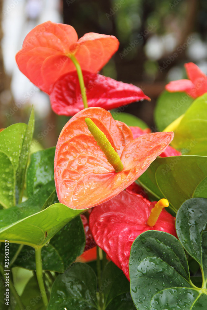 Flamingo flower