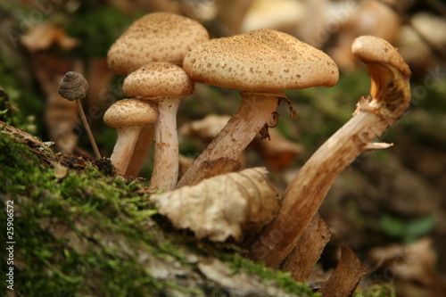 Mushroom family