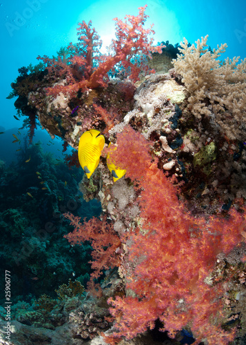 Fototapeta Naklejka Na Ścianę i Meble -  Vibrant tropical Soft coral reef