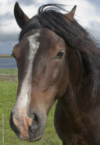 Portrait of a horse on a meadow