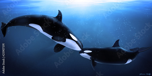 orcas tenderness #25907591