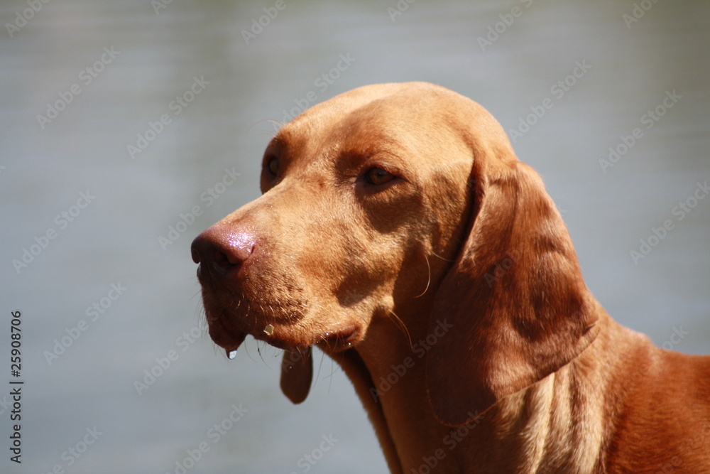 Magyar Vizsla Hündin 7