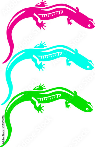 water newt vector