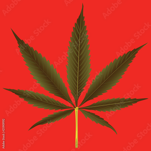 cannabis leaf against orange background