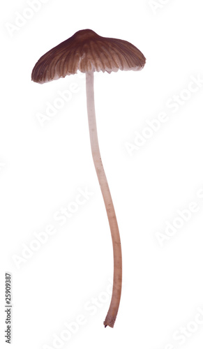 thin isolated brown toadstool
