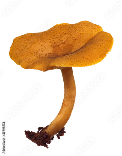 bright yellow toadstool on white
