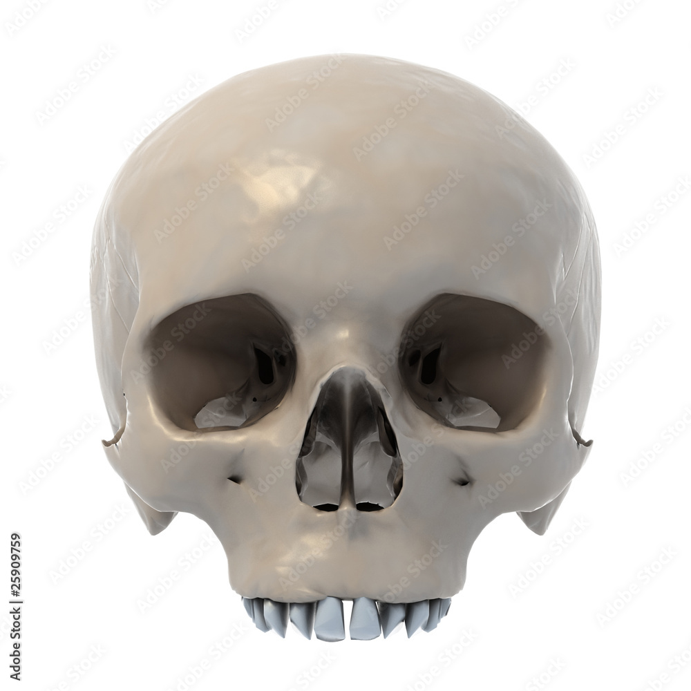 Fototapeta premium human skull 3d illustration isolated on white background