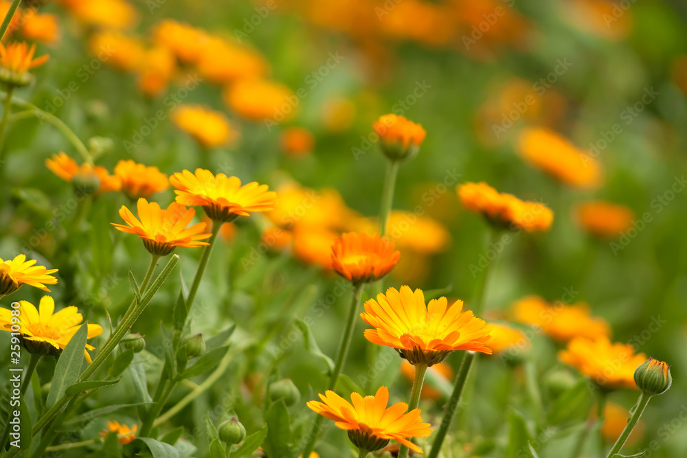 Marigold (Calendula officinalis)