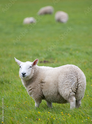 sheep in farmers field