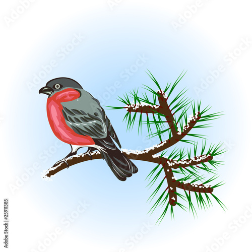 bullfinch on the pine branch