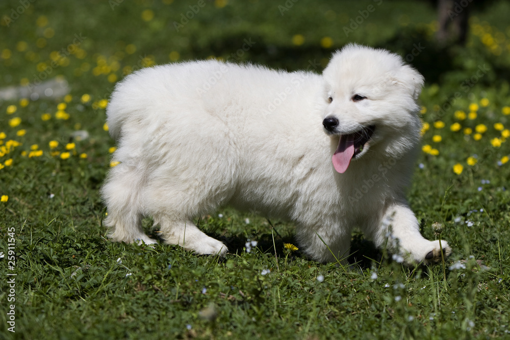 berger blanc suisse marchant de profil