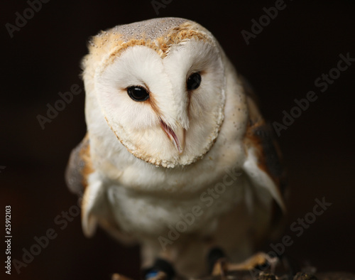 Porrait of an inquisitive Barn Owl