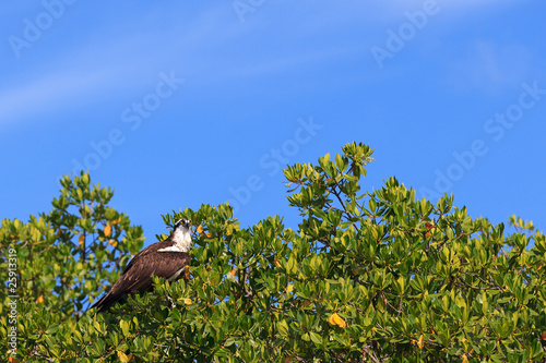 Florida Osprey
