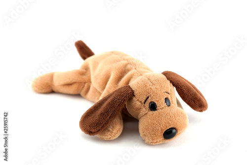 Puppy