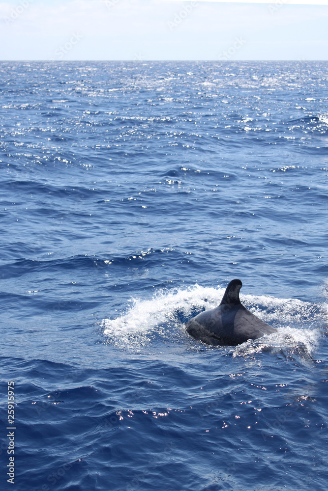 Fototapeta premium Delfin