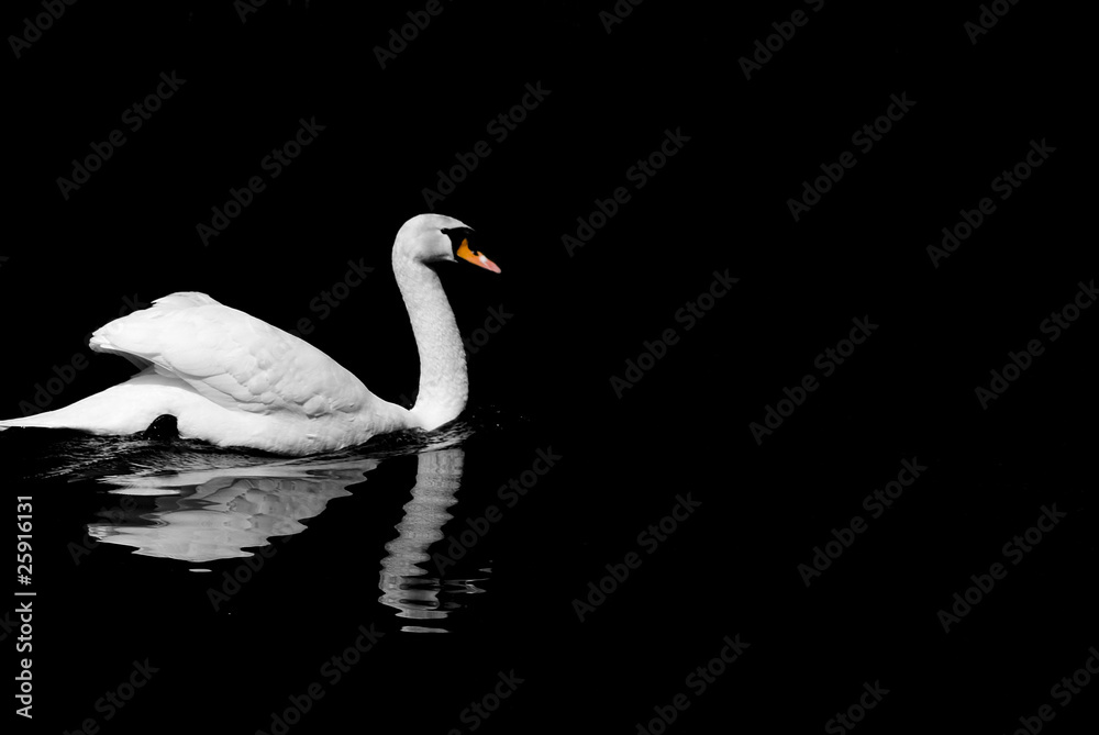 Fototapeta premium Black & White Swan