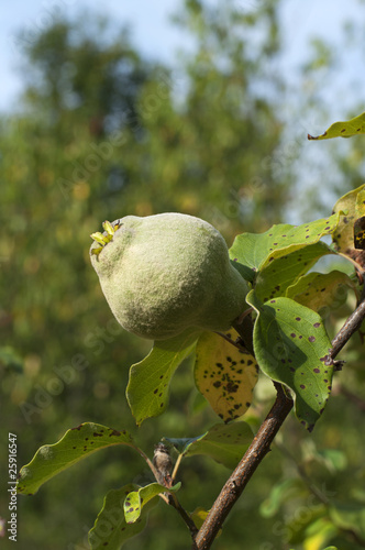 Coing en été photo