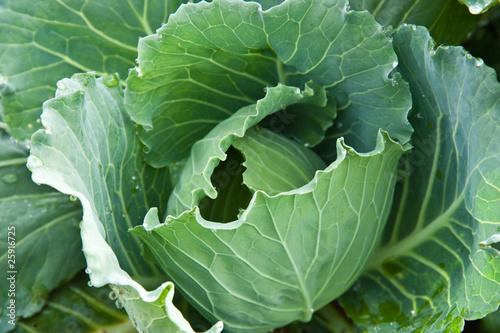 Farmland cultivated cabbage on the plateau..
