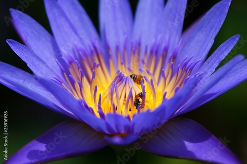 Bees in Lotus Flower