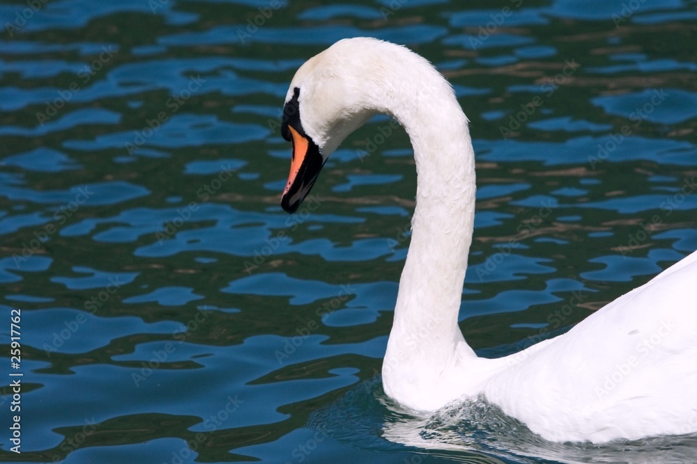 Fototapeta premium cigno