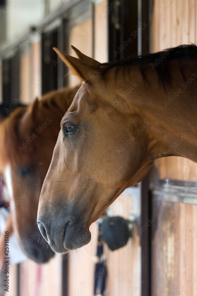 Fototapeta premium cavallo