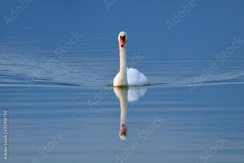 Swan swimming toward the camera after sunset