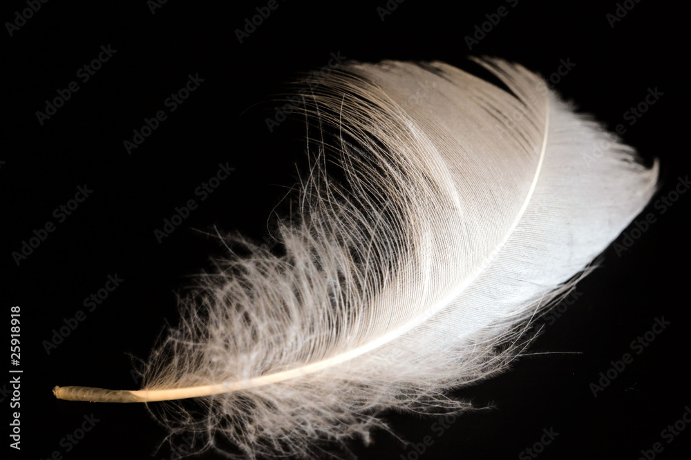 Obraz premium piuma